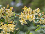 Flame azalea