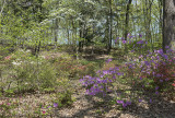 Flowery hillside