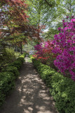 Formal azaleas