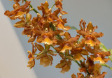 Diagonal orchids