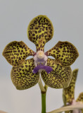 The leopard orchid