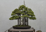 The most famous bonsai in the world