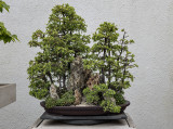 Chinese Juniper, Dwarf Japanese Garden Juniper