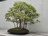 Trident maple, in training since 1975