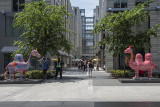 Camels at CityCenterDC