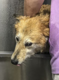 Wet dog