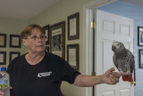 Smoky, an African grey parrot and AEF staff member