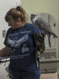 Lance, the gyr-saker falcon