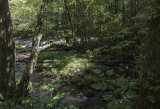 Mountain stream