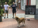 Nobody wants to pet a wet dog