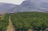 Malatya apricot orchard 