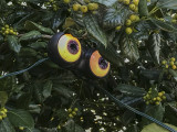 The eyes have it