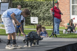 The stegosaurus