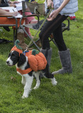 The pumpkin dog