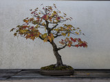 Trident maple