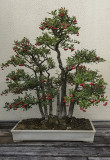 Festive bonsai