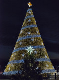 National and state Christmas trees