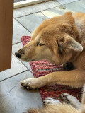 In the doghouse