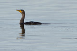 The elusive cormorant