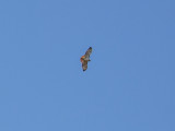 Red-tailed hawk high above Fort Washington