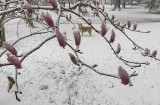 Sahraa through the magnolias