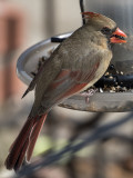 Mrs. Cardinal stops by for a bite