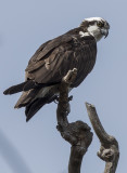 Lookout