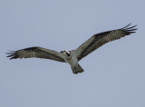 Soaring osprey