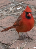 Mr. Cardinal poses for a portrait
