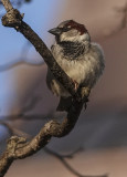 Even sparrows like to pose