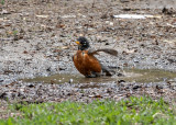 Bird bath