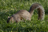 The eye of the squirrel