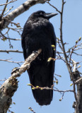 Crow watch
