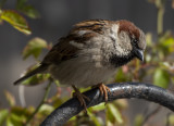 The attentive sparrow