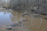 Wetland and woodland