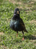 Frazzled starling