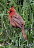 Bird on a wire 