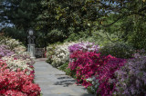 Azalea path