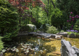 Lily pond in the Japanese Garden