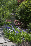 Irises and lantern