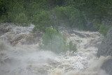Drowning trees
