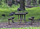 Vulture talk