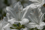 Azaleas at Hillwood