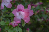 Azaleas at Hillwood