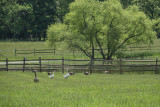 A haven for birds as well as rescued farm animals