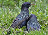 Starling love
