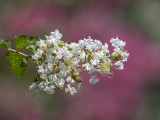 The lonely blossoms