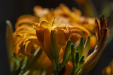 A blaze of daylilies