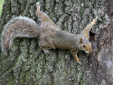 Hanging by a claw, or four