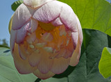 The secret life of a lotus